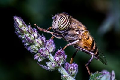 Close-up of butterfly pollinating on purple flower