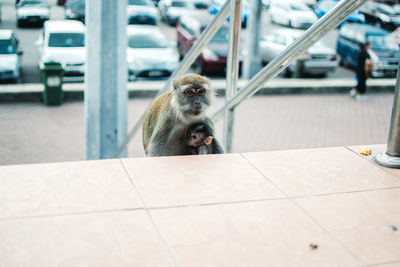 Young woman looking away while sitting on railing