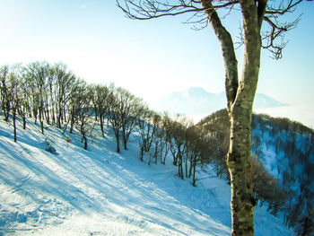 Trees on snow covered landscape against sky