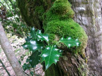 High angle view of moss on tree trunk