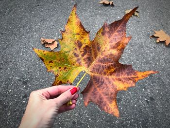 Cropped hand of woman holding maple leaf during autumn