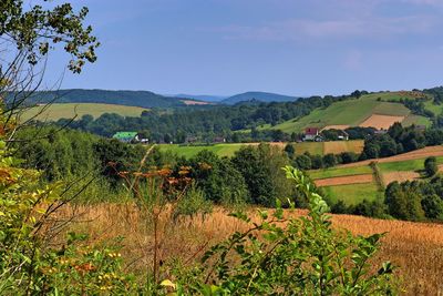 Scenic view of agricultural field against sky