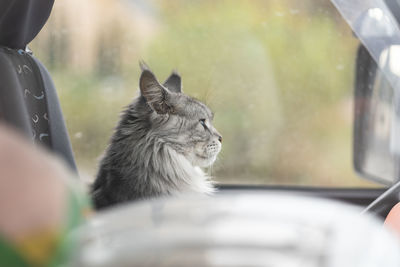 Traveling with pets, cute grey cat sitting inside car on drivers seat