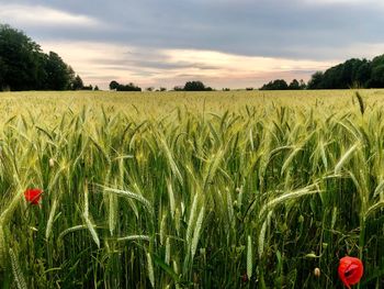 View of stalks in field against cloudy sky