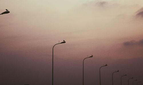 Silhouette bird flying against sky during sunset