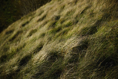 Full frame shot of corn field