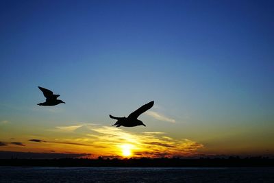 Low angle view of silhouette birds flying over sea against sky