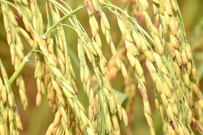 Close-up of stalks against blurred background