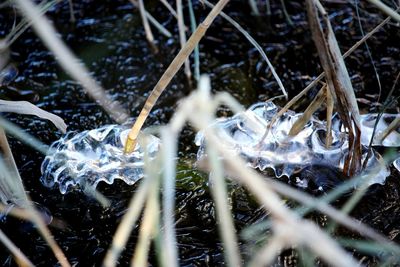 Close-up of snow on field