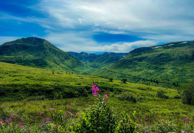 Fireweed in hatchers pass, alaska