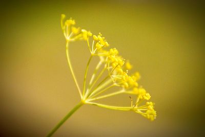 Close-up of yellow flower against blurred background