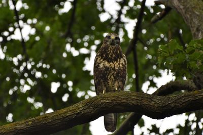 Low angle view of eagle perching on tree