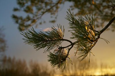 Close-up of pine tree