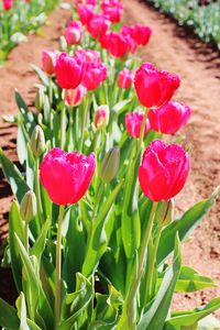 Close-up of pink flowering plant