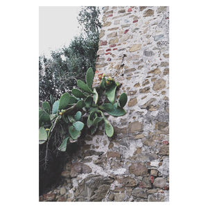 Close-up of ivy on wall