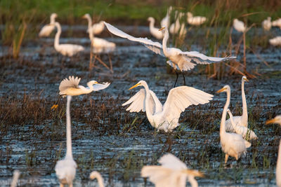 View of birds in lake