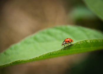 Close-up of ladybug on leaf