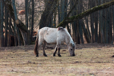 Graceful freedom. majestic wild horses roaming in early spring in northern europe