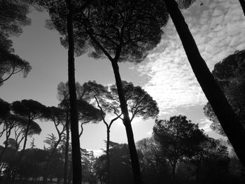 Low angle view of silhouette trees in forest against sky