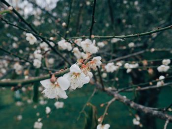 Close-up of cherry blossoms in spring