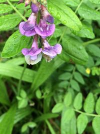 Close-up of purple flowers