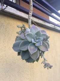 Close-up of purple flowering plant