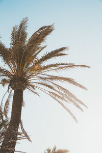Low angle view of palm tree against sky