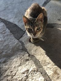 High angle portrait of a cat