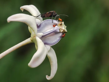 Close-up of insect on flower