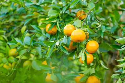 Close-up of orange fruits on tree