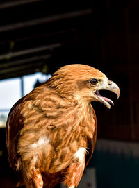 Close-up of owl in cage