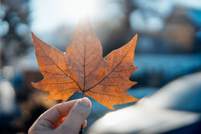 Cropped hand holding maple leaf during winter