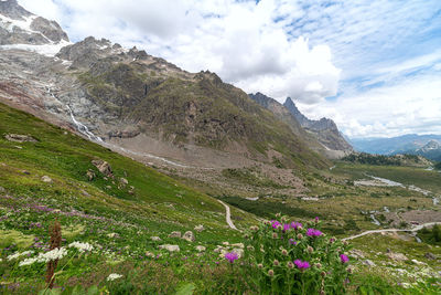 Purple flowering plants on land against sky