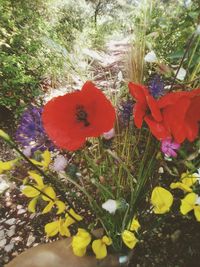 Close-up of red poppy flowers on field