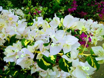 Close-up of flowers blooming outdoors