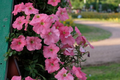 Close-up of pink flowering plant