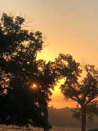 Silhouette trees against sky during sunset