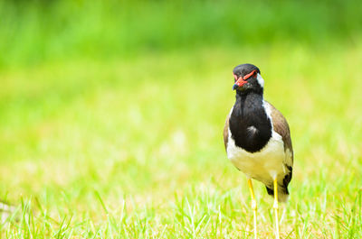 Close-up of bird on field