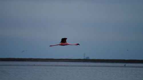 Birds flying in sky