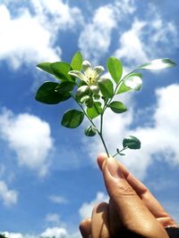 Hand holding small plant against sky