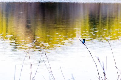 Birds flying over lake