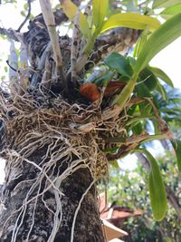 Close-up of bird in nest