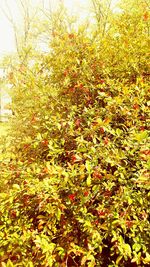 Full frame shot of flowering plants on field