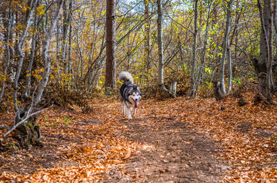 Dog in forest