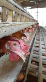 Close-up of hens in poultry