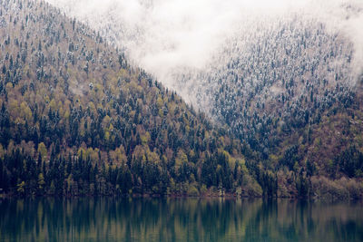 Scenic view of lake in forest