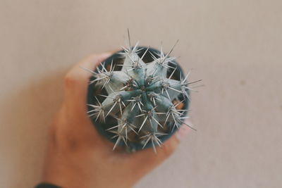 Close-up of human hand holding cactus by wall