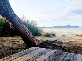 Driftwood on wooden post by tree against sky