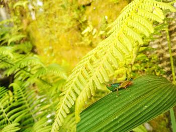 Close-up of insect on leaf