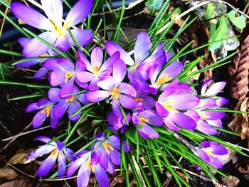 Close-up of purple flowers